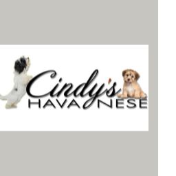 Cindy&#039;s Havanese