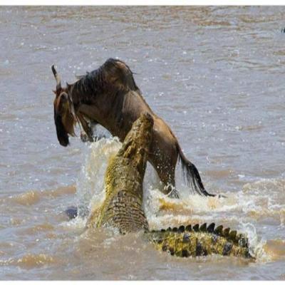 Crocodile hunting during the wildebeest migration