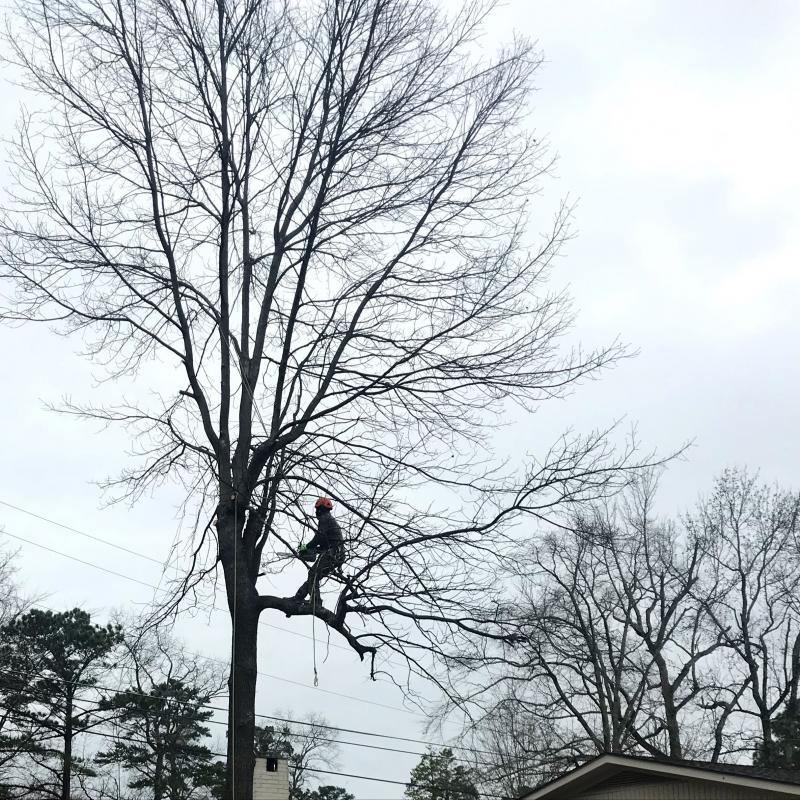 The Tree Man LLC The Tree Man LLC