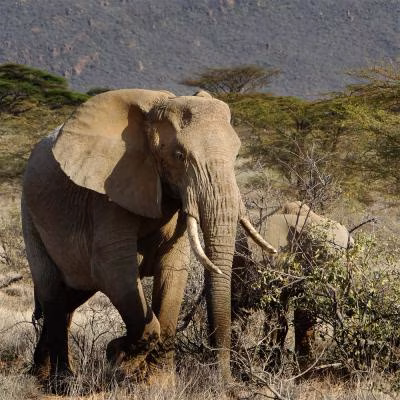 Elephants grazing in Masai Mara