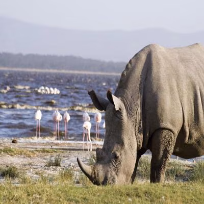 Rhino in lake nakuru game park 