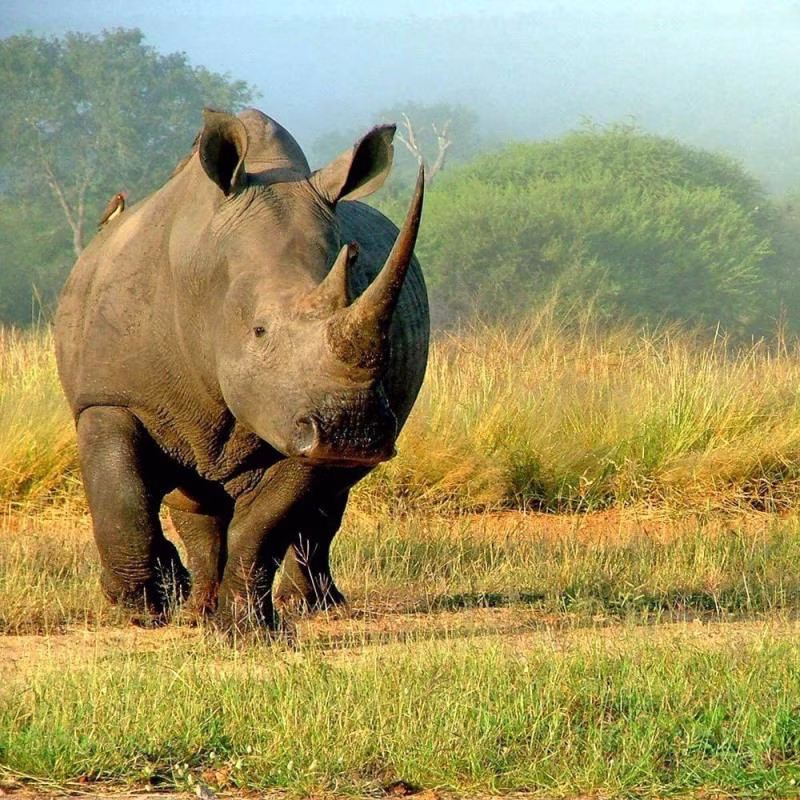 East Africa Safari Bookers
