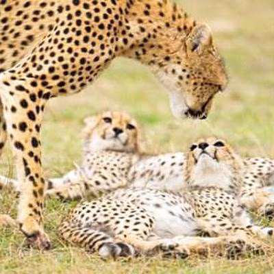 Cheater with her kittens  in Masai Mara