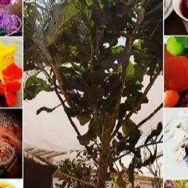 Wells Of Wellness® Herbs Health & Healing