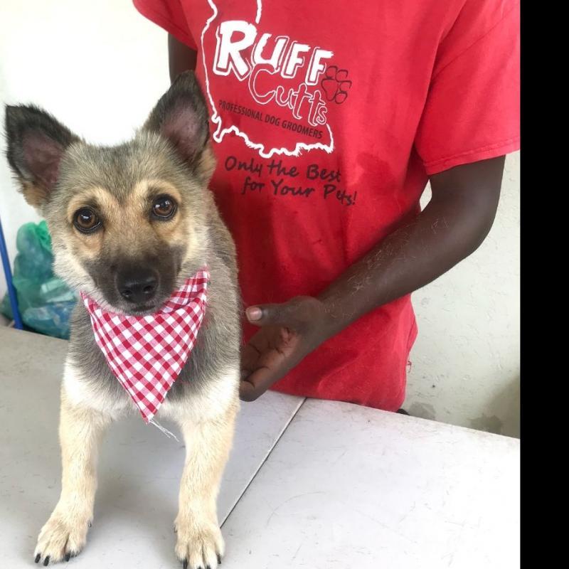 Ruff Cutts Dog Grooming Services
